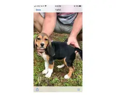2 Full blooded beagle puppies to be rehomed - 2