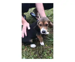 2 Full blooded beagle puppies to be rehomed - 4