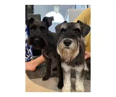 4 females black & white Miniature schnauzers