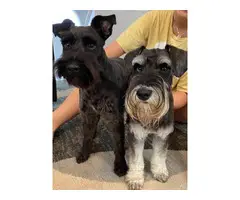 4 females black & white Miniature schnauzers