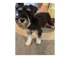 4 females black & white Miniature schnauzers