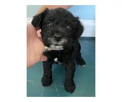 4 females black & white Miniature schnauzers