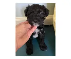 4 females black & white Miniature schnauzers