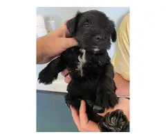 4 females black & white Miniature schnauzers