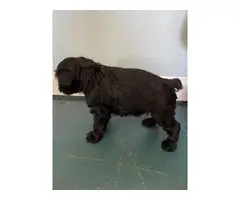 4 females black & white Miniature schnauzers
