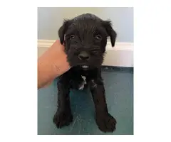 4 females black & white Miniature schnauzers