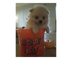8 weeks old Pomeranian puppies as pets - 3