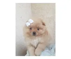 8 weeks old Pomeranian puppies as pets - 4