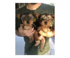 3 Yorkshire Terrier Puppies Available