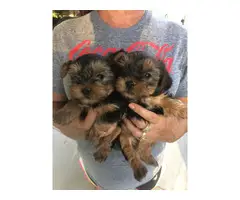 3 Yorkshire Terrier Puppies Available - 2