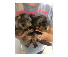 3 Yorkshire Terrier Puppies Available - 3