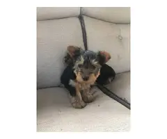 3 Yorkshire Terrier Puppies Available - 4