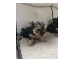 3 Yorkshire Terrier Puppies Available - 5