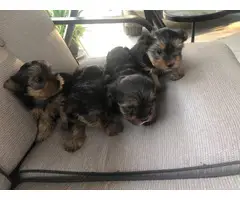 3 Yorkshire Terrier Puppies Available - 6
