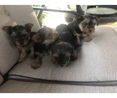 3 Yorkshire Terrier Puppies Available - 7