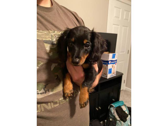 Rehoming Male Dachshund Puppy in Indianapolis, Indiana