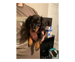 Rehoming Male Dachshund Puppy - 3