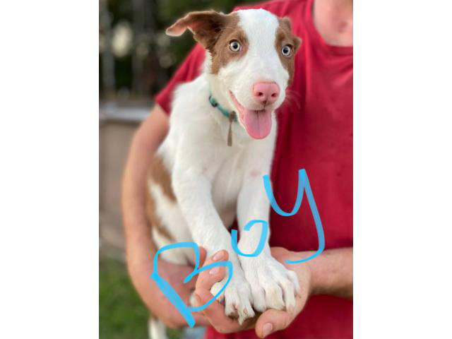 12 weeks old border collie puppies looking for a good home. Iron City ...