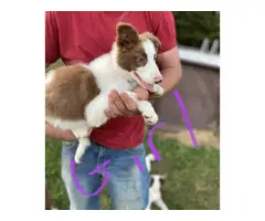 12 weeks old border collie puppies looking for a good home. - 2