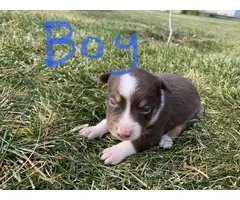 3 males and 1 female border collie puppies - 2