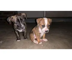 Male and female brindle Pitbull puppies - 2