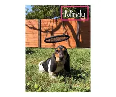 Six Basset Hound Puppies for good home
