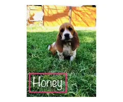 Six Basset Hound Puppies for good home - 2