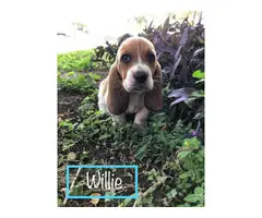 Six Basset Hound Puppies for good home - 3
