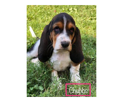 Six Basset Hound Puppies for good home in San Antonio ...