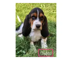 Six Basset Hound Puppies for good home - 5