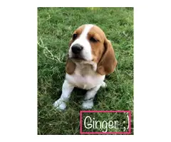 Six Basset Hound Puppies for good home - 6