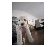 Males and females Golden Doodle puppies - 1