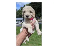 Males and females Golden Doodle puppies - 2