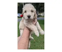 Males and females Golden Doodle puppies - 3