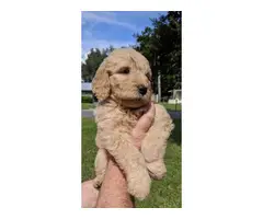 Males and females Golden Doodle puppies - 4
