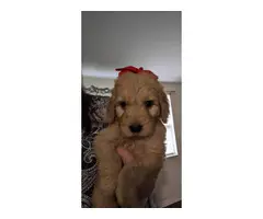 Males and females Golden Doodle puppies - 5