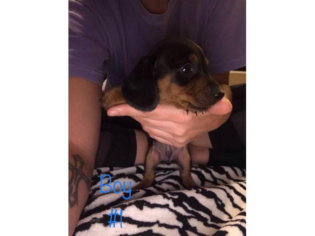 Four males and one female Miniature Dachshund Puppies in ...