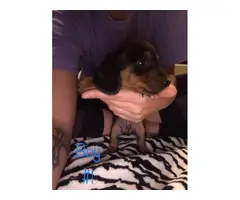Four males and one female Miniature Dachshund Puppies