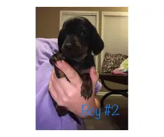 Four males and one female Miniature Dachshund Puppies - 2