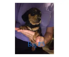 Four males and one female Miniature Dachshund Puppies - 3