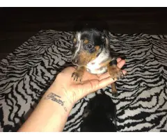Four males and one female Miniature Dachshund Puppies - 6