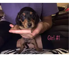 Four males and one female Miniature Dachshund Puppies - 7