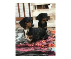 Four males and one female Miniature Dachshund Puppies - 8