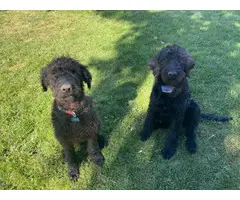 7 month old brother and sister Labradoodle puppies - 4