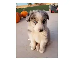 Standard Aussie Puppies ready for new homes - 6