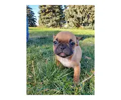 2 beautiful fawn French bulldogs for sale - 3