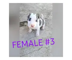 2 blue brindle and 1 blue Female purebred Pit bull puppies - 5
