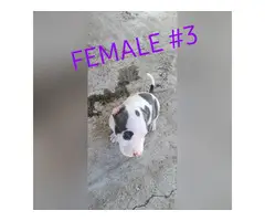 2 blue brindle and 1 blue Female purebred Pit bull puppies - 6