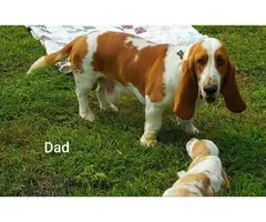 3 males and 2 females adorable puppies of Basset Hound