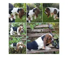 3 males and 2 females adorable puppies of Basset Hound - 3